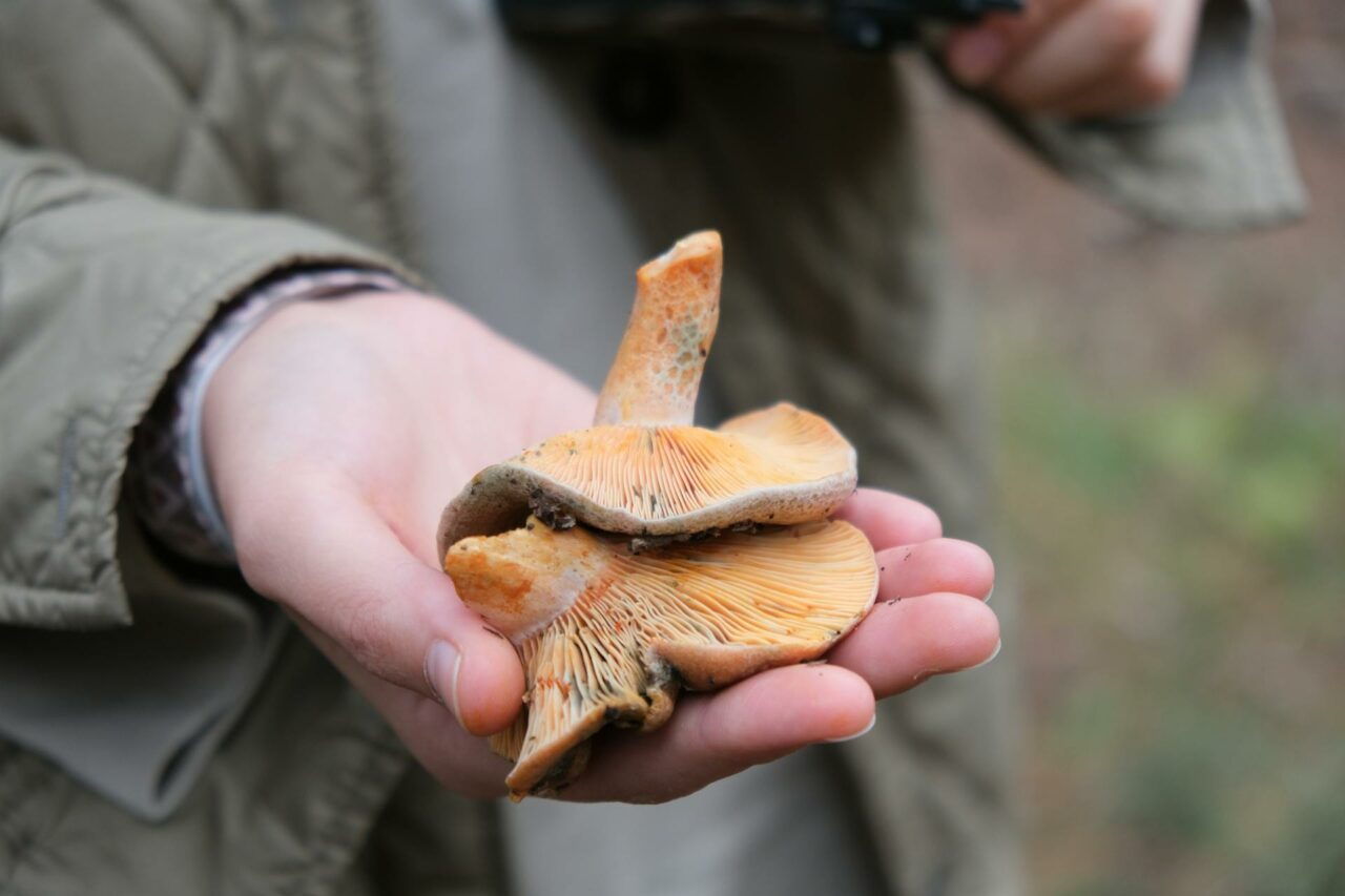 The Reasons I Will Forever Include Apex Strain Mushroom in My Self-Care Collection