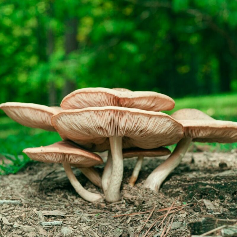 Big Daddy Mushroom | Shrooms Edibles Online Canada