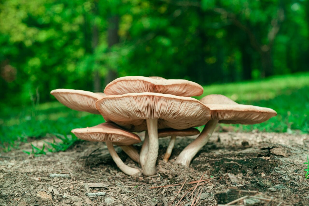 Experienced the Big Daddy Mushroom during a Hike – A 10/10 Adventure Worth Repeating
