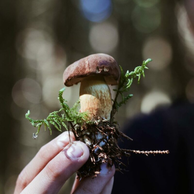 Buy Shrooms | Shrooms Edibles Online Canada