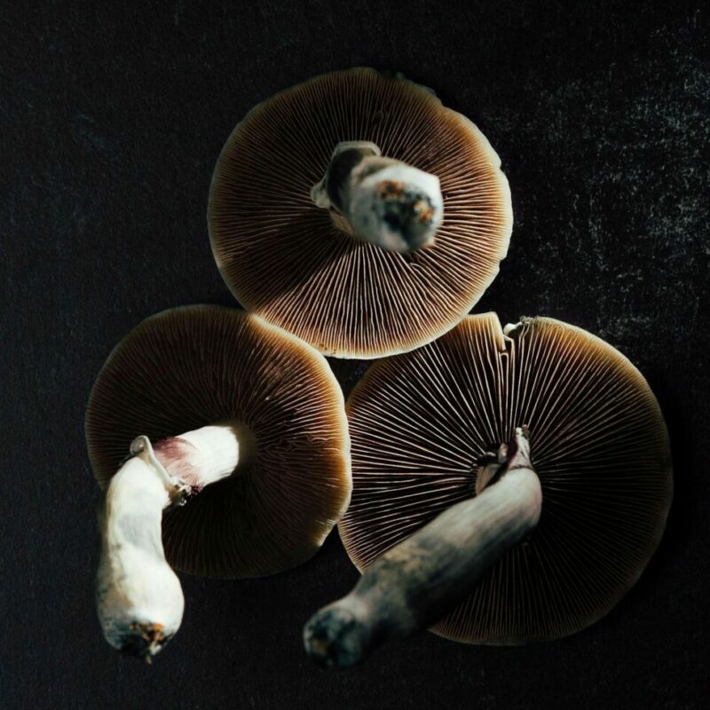 Magic Mushroom Canada | Shrooms Edibles Online Canada