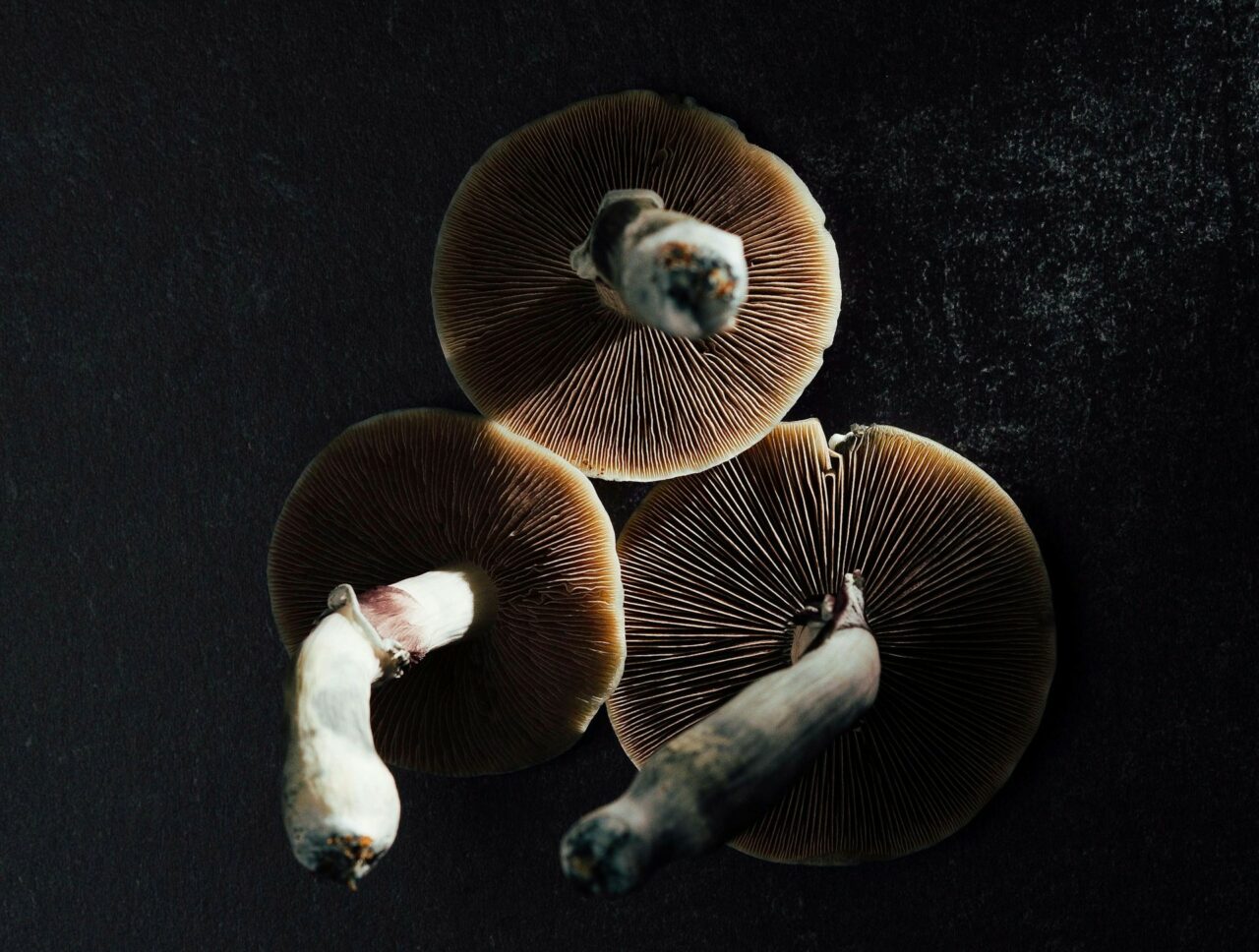 Canada’s Magic Mushroom – Specialists Discuss Why Natural Psilocybin Has a Stronger Impact Than Its Laboratory-Produced Counterpart