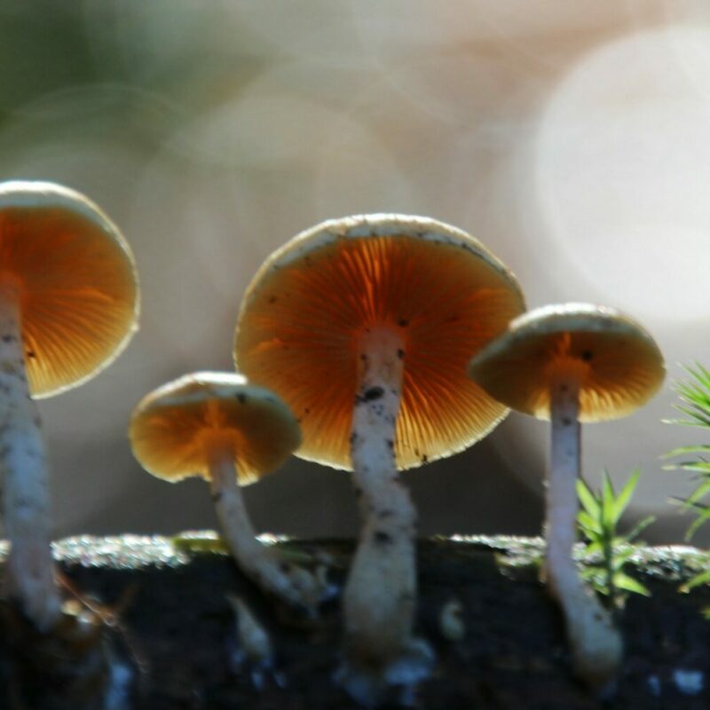 Magic Mushroom Delivery | Shrooms Edibles Online Canada