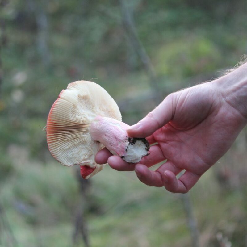 Magic Mushroom Delivery | Shrooms Edibles Online Canada
