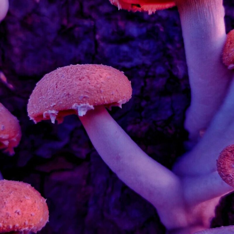 Mushroom Dispensary | Shrooms Edibles Online Canada