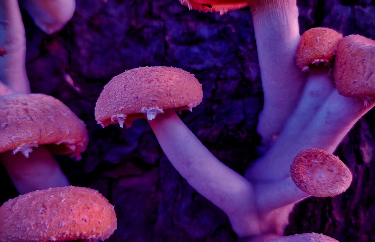 How Psilocybin, Sourced from Mushroom Dispensaries, May Redefine Minds Bound by the Stigma Associated with HIV