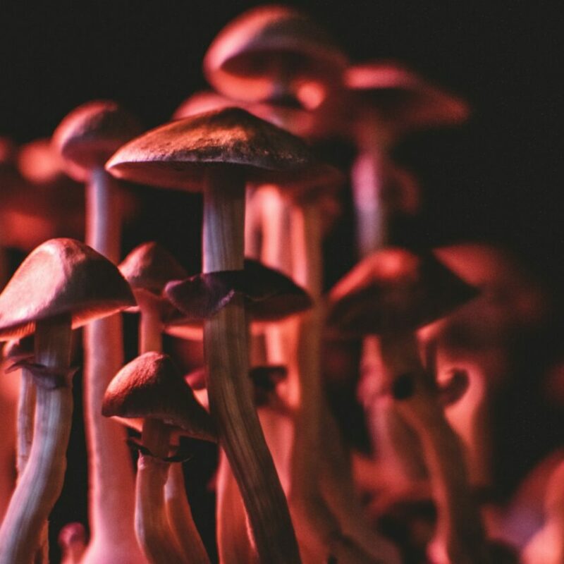 Shrooms Canada | Shrooms Edibles Online Canada