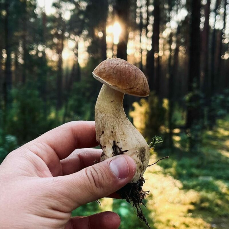 Shrooms Delivery Canada | Shrooms Edibles Online Canada