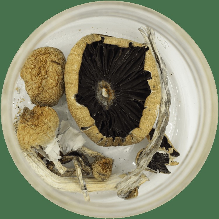  | Shrooms Edibles Online Canada
