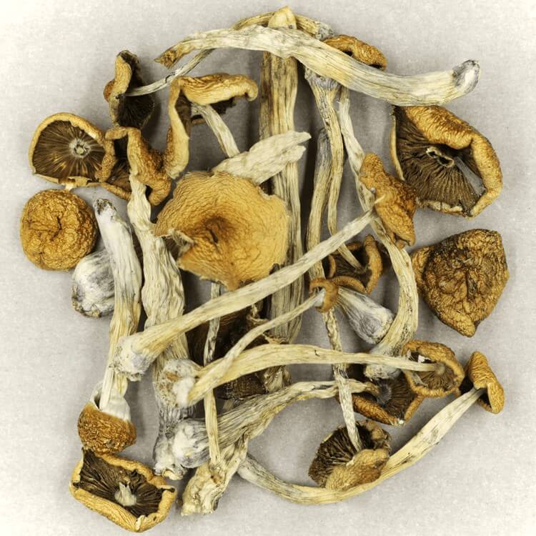  | Shrooms Edibles Online Canada