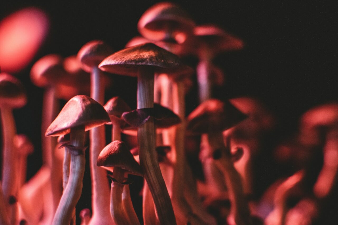 Navigating the Online Psychedelics Market Safely (and Evading Potential Scams)